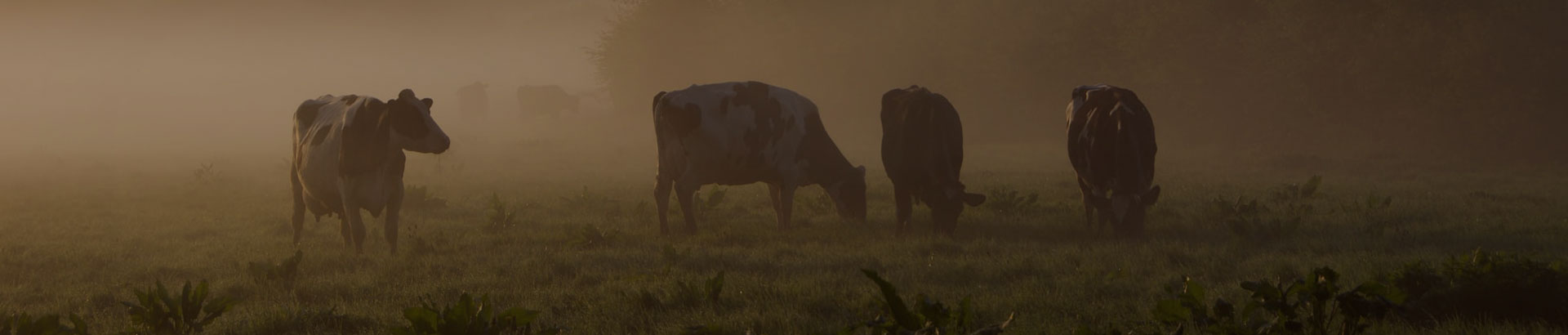 Dairy & GT Feed Products