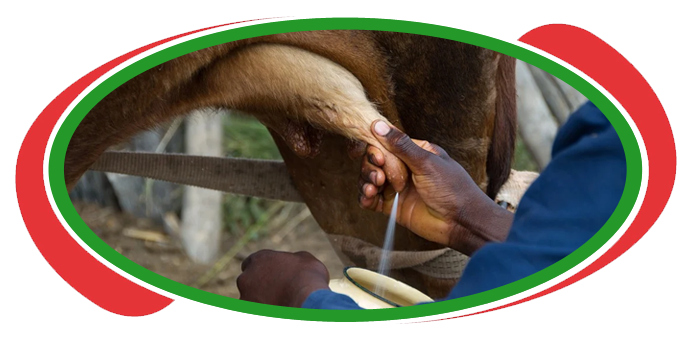 Increased Milk Production In Cattle